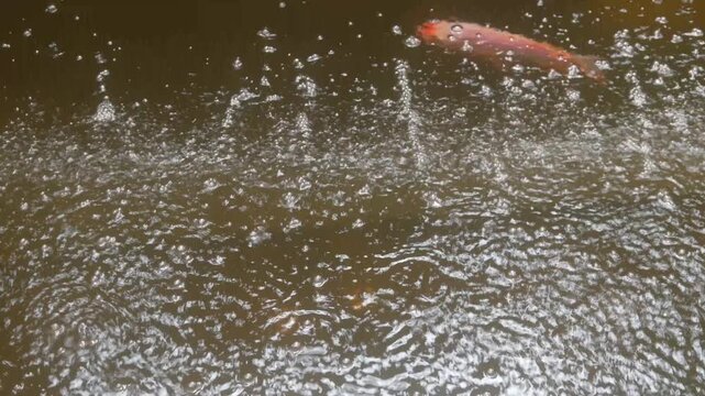 The surface of the goldfish and tilapia ponds is orange