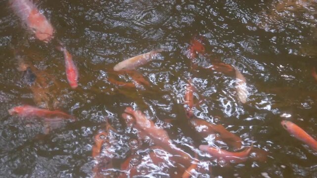 The surface of the goldfish and tilapia ponds is orange