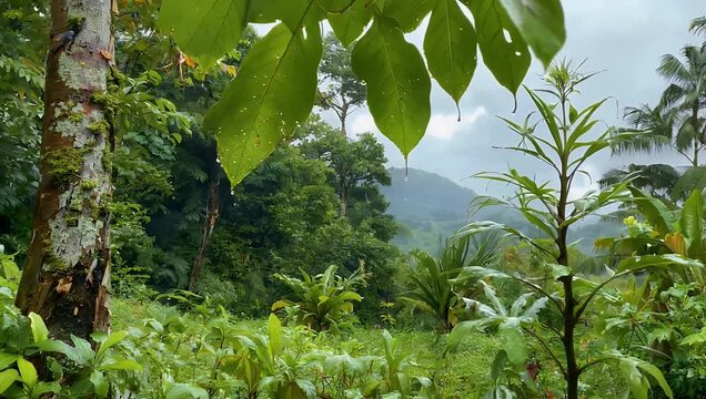 Atmospheric 4K rainforest footage showcasing wet deep green tropical foliage soaked by morning rain bringing out lush natural textures high humidity and the calm ambiance of an untouched jungle