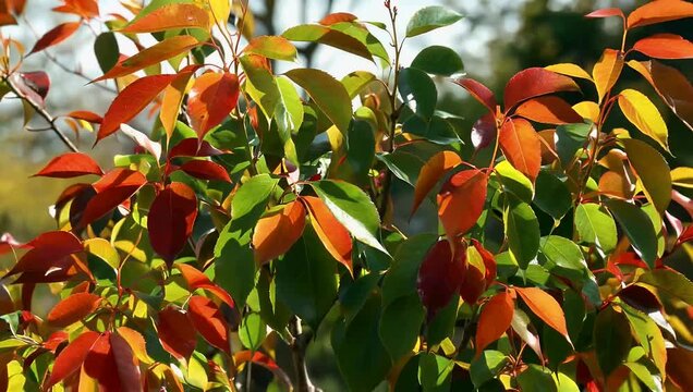 Detailed 4K macro shot of autumn sumac leaves showing a mix of vibrant red orange and green colors swaying softly in a light breeze capturing seasonal foliage transitions and fall colors