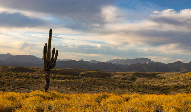 Cactus On Mountain Top With Vibrant Spring Wildflowers Blooming In AZ