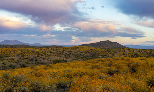 Vibrant Arizona Desert Spring Landscape In The Hills Of The Tonto National Forest 