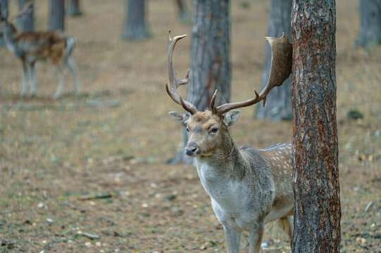 Male fallow deer buck with large antlers. Wildlife photography