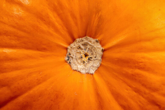 Close-up of orange pumpkin blossom end, radiating ribs