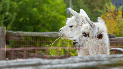Two Lamas Eating Straw in Rustic Pen © Delia's Studio