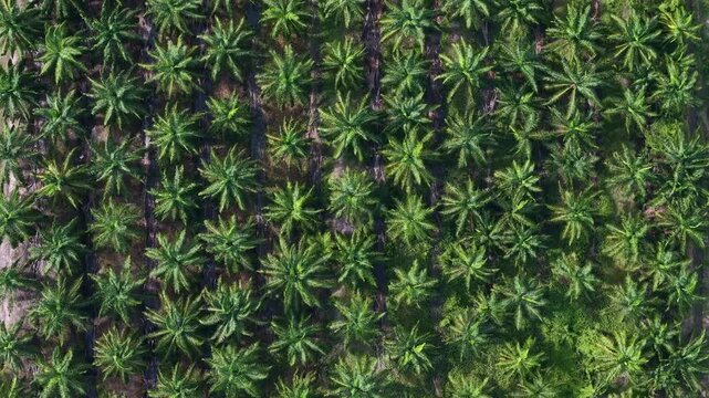 Aerial view shows neat palm tree rows. Green fronds sway gently in the breeze. Treetops form a lush