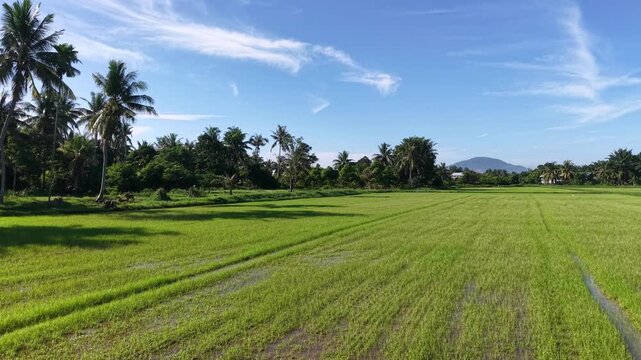 A vibrant, green rice field extends toward the horizon, bordered by palm trees under a bright blue sky
