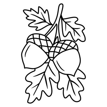 Acorns with leaf outline, acorn coloring page