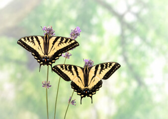 A pair of Western Tiger Swallowtails (Papilio rutulus) with spread wings, side by side on lavender flower stems - on a natural green background © Corry Anne