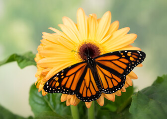 Macro view of a monarch butterfly (danaus plexippus) with spread wings feeding on yellow gerbera flower. Top view with wings open, on a natural green background.  © Corry Anne