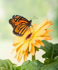 Macro of a Monarch butterfly (danaus plexippus) on a yellow gerbera flower. Side view with wings closed, on a natural green background. © Corry Anne
