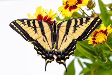 Macro of a Western Tiger Swallowtail (papilio rutulus) resting on coreopsis flowers. Top view with wings spread open. © Corry Anne