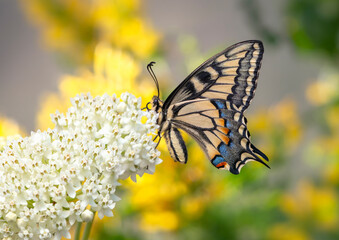 Macro of an Oregon Swallowtail (papilio bairdii oregonius) butterfly resting on a white milkweed blossom - side view © Corry Anne