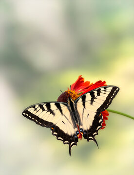 Macro of an Eastern Tiger Swallowtail (papilio glaucus) resting on red helenium flowers. Top view with wings spread open, on a natural green background.
