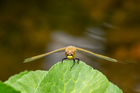Macro of a newly emerged dragonfly drying its wings.