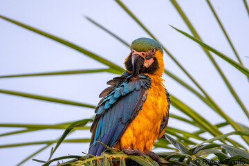 Blue-throated macaw © Ruben Ziruffo