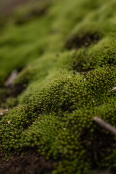 green moss background