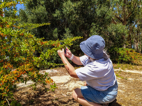A woman in a blue bucket hat squats in a sunny park to photograph vibrant orange berries with her smartphone, evoking a sense of peaceful nature exploration and mindful living.