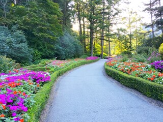 Obraz premium Colorful Flower Bed Path with Tall Trees in Morning Calm Arboretum