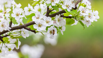 A honeybee collects nectar from delicate white spring blossoms on a tree branch with fresh green leaves. © tai