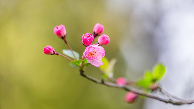 A close-up shot of a branch with pink flower buds and a partially open bloom, paired with fresh green leaves, set against a blurred natural background.