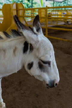 Close up portrait of a spotted white donkey standing inside a farm barn, domestic livestock animal in rural shelter