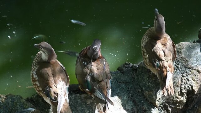 Three brown waterfowl sit on rocky edge by green pond water with small fish swimming