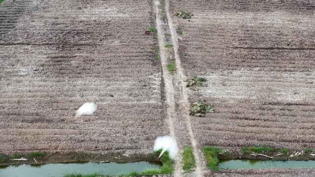 Top down aerial view of empty harvested pineapple field showing furrows, irrigation channel, and scattered plant debris.