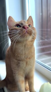 Curious ginger cat gazing upward near sunlit window