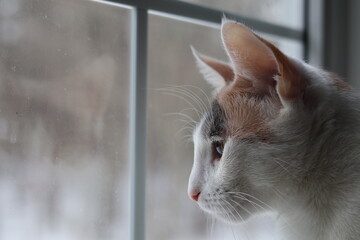 cat looking out of window sill © Deborah