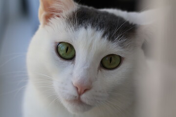 portrait of a cat © Deborah