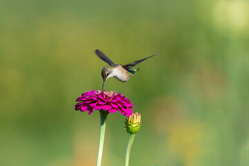 Fototapeta premium close up on flying ruby throated hummingbird above flower