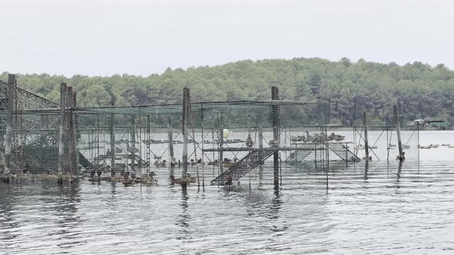 Pan shot of caged live decoy ducks beside a tonne on Lake Parentis, followed by plastic duck decoys and duck calls used to attract wild waterfowl in southwest France.