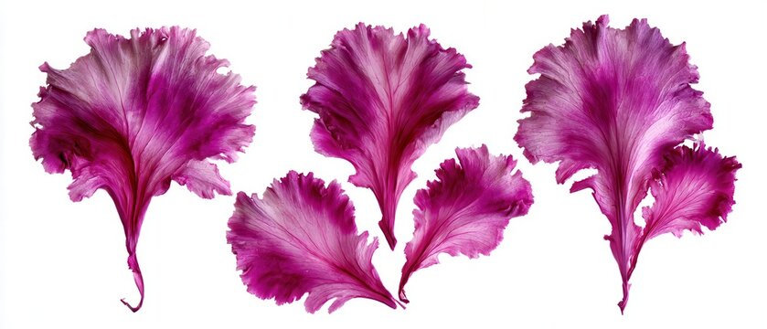 Collection of pressed vivid purple red cabbage leaves, vibrant flat lay, pure white background