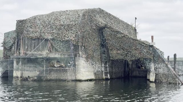 Duck cages beside a traditional hunting tonne on Lake Parentis, France, with the cries of live decoy ducks used to attract wild waterfowl in the Landes.