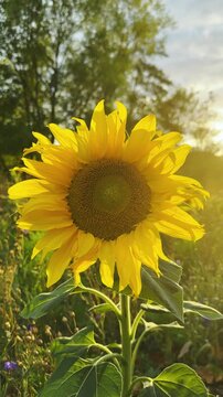 Bright sunflower in golden hour sunlight near Lodge Lake Milton Keynes UK