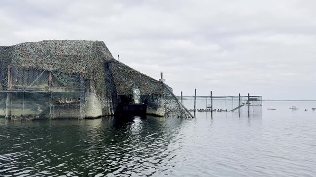 Live ducks sit in cages beside a hunting tonne at the edge of a pond. The birds are kept as live decoys for waterfowl hunting. The hut and the cages appear together in the same shot.