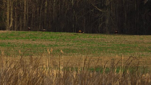 Four wild turkey hens foraging in a green farm pasture field as a car passes by in the foreground with a quick motion blur. A dense bare forest lines the early spring background.
