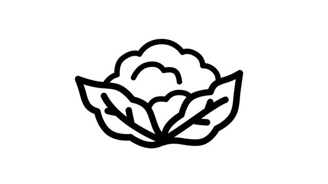 Fresh cauliflower vegetable icon. Ideal for healthy food, vegetarian diet, agriculture, organic grocery, and cooking concepts.