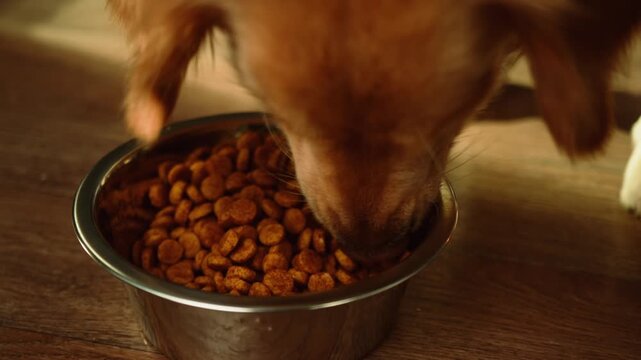Dog eating food, golden retriever eating dog food from metal bowl, concept of online shop delivery for pets