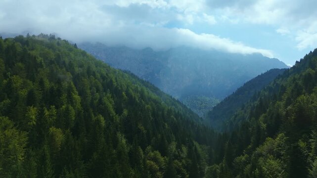 Aerial View of Dense Green Pine Forest and Mountain Ridge with Low Clouds in Romania