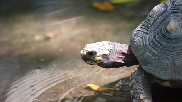 Close up of a turtle walking on a wet surface showing detailed patterned shell
