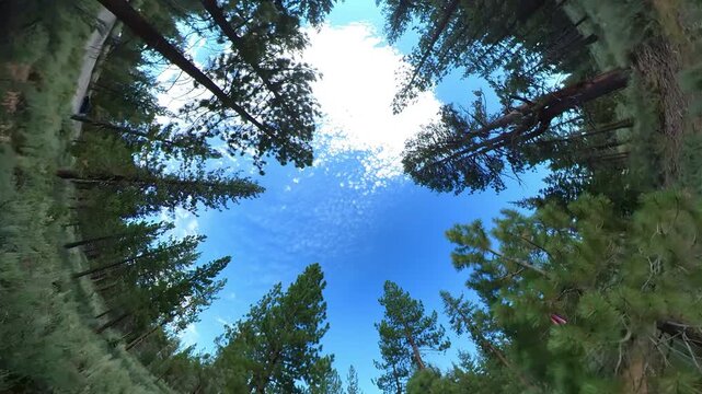 Lake Tahoe Forest Dolly Shot 360 Degrees Fisheye 01 California USA