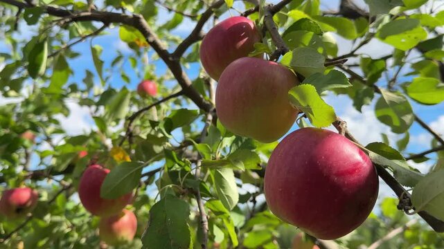 Red ripe apples on a branch