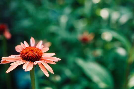 Pink coneflower echinacea blossom close-up