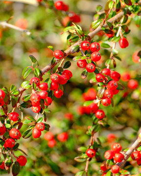 Red cotoneaster berries branch detail