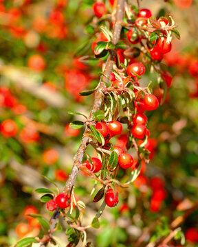 Cluster of red cotoneaster berries close-up