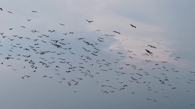 Massive flock of Asian openbill birds fills the sky. They swirl, dive, and soar in a synchronized motion