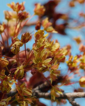 Maple tree flowers against blue sky