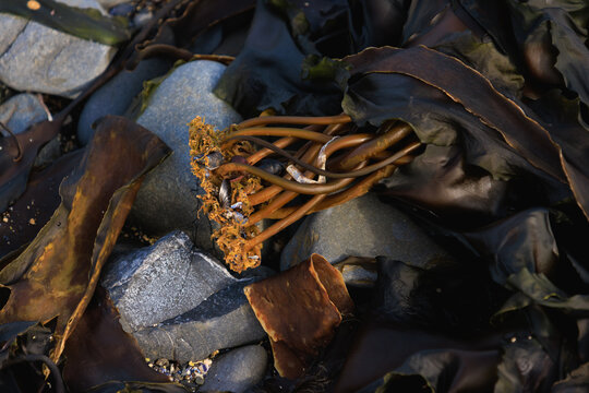 Aquatic plants and stones on the shore of the Saint-Lawrence River, Gaspesie, Quebec, Canada. Algae